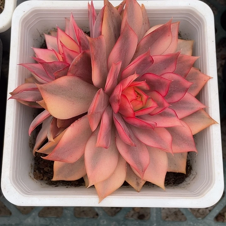 宝莲灯锦一物一拍锦龙