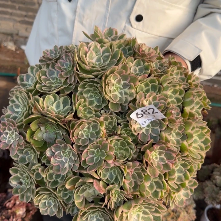 孔雀翎绣球捧花682