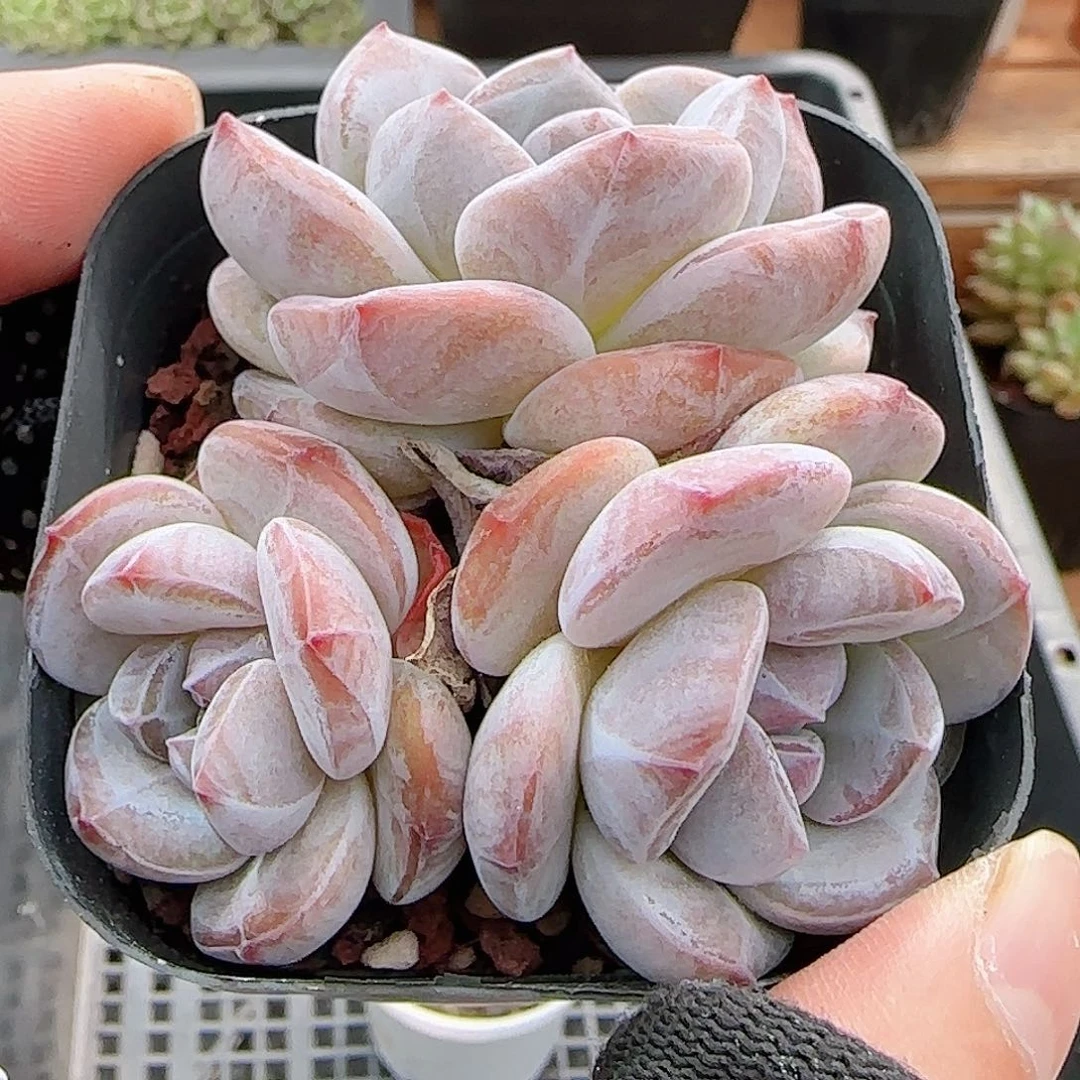 多肉0914--253石榴籽星影