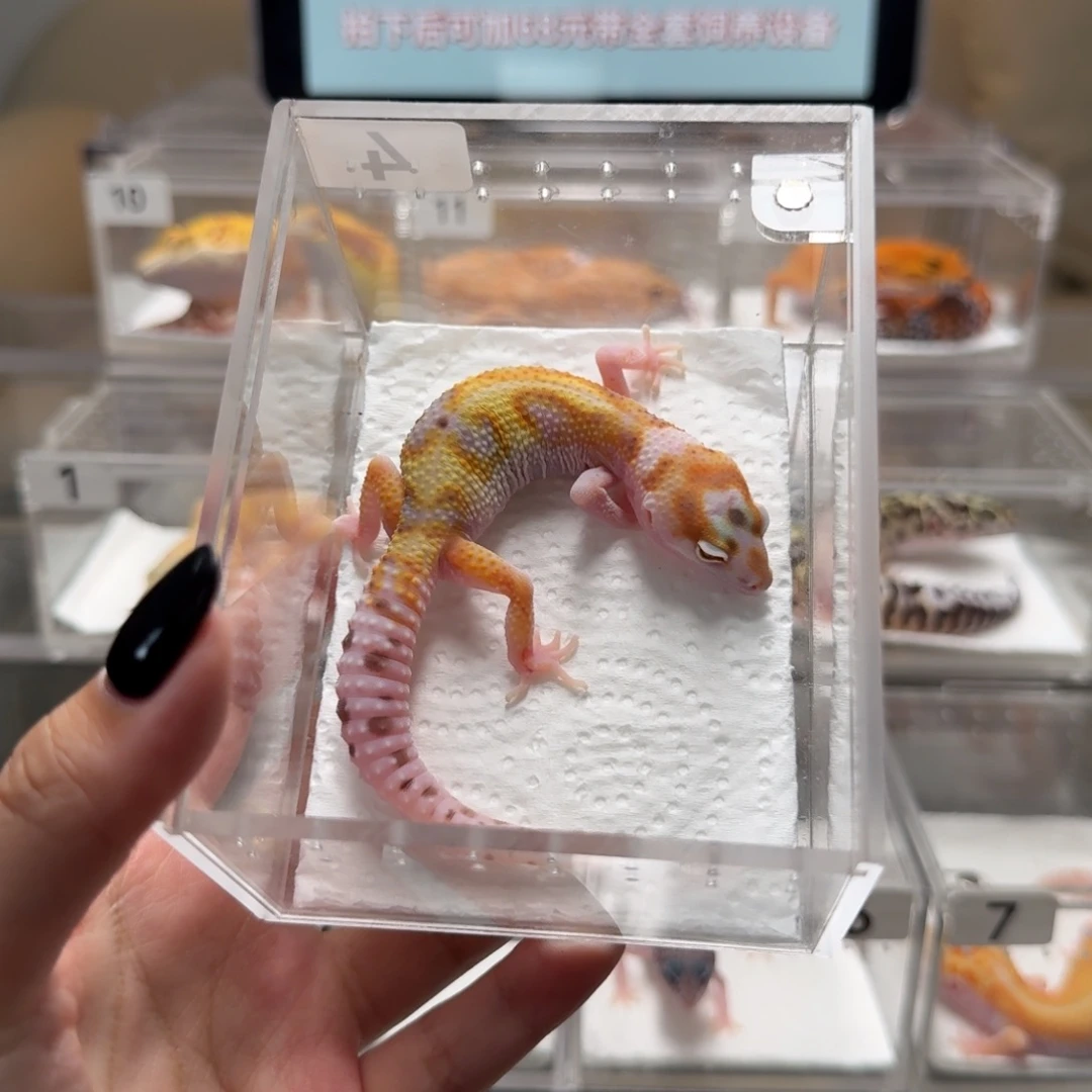豹纹守宫极光母温