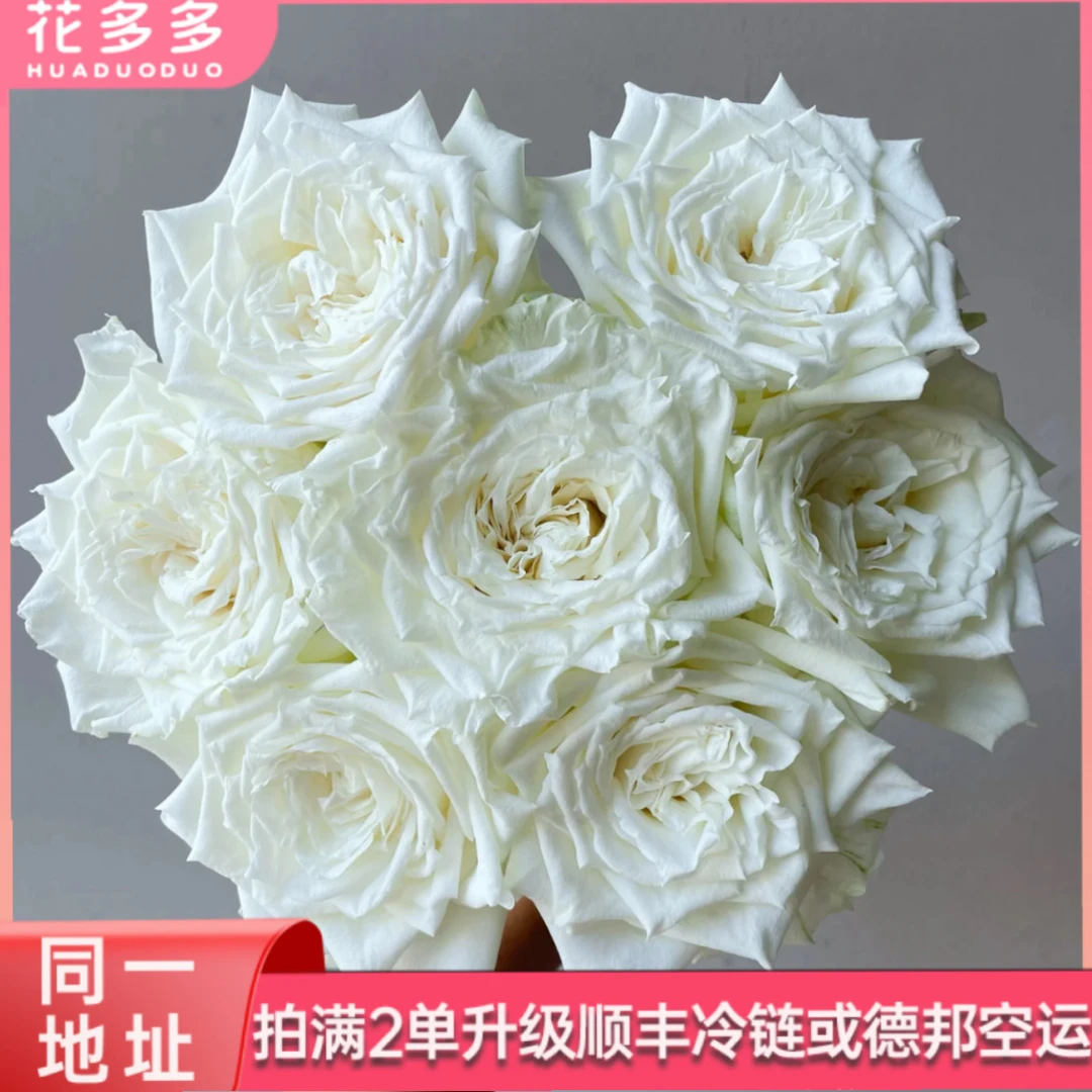 【坦尼克】白色系单头玫瑰10支 全场鲜花任意满两单升级冷链