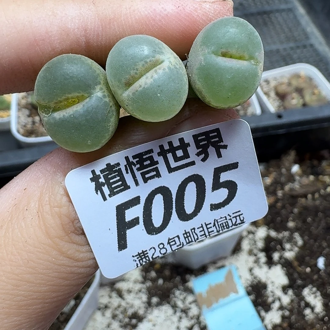 多肉植物的人生ghb