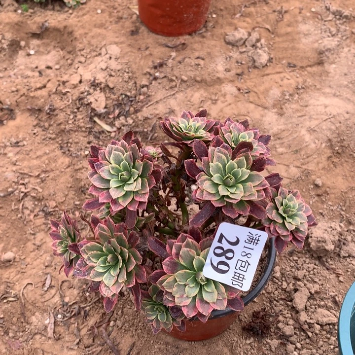 289朝霞绣球2号棚