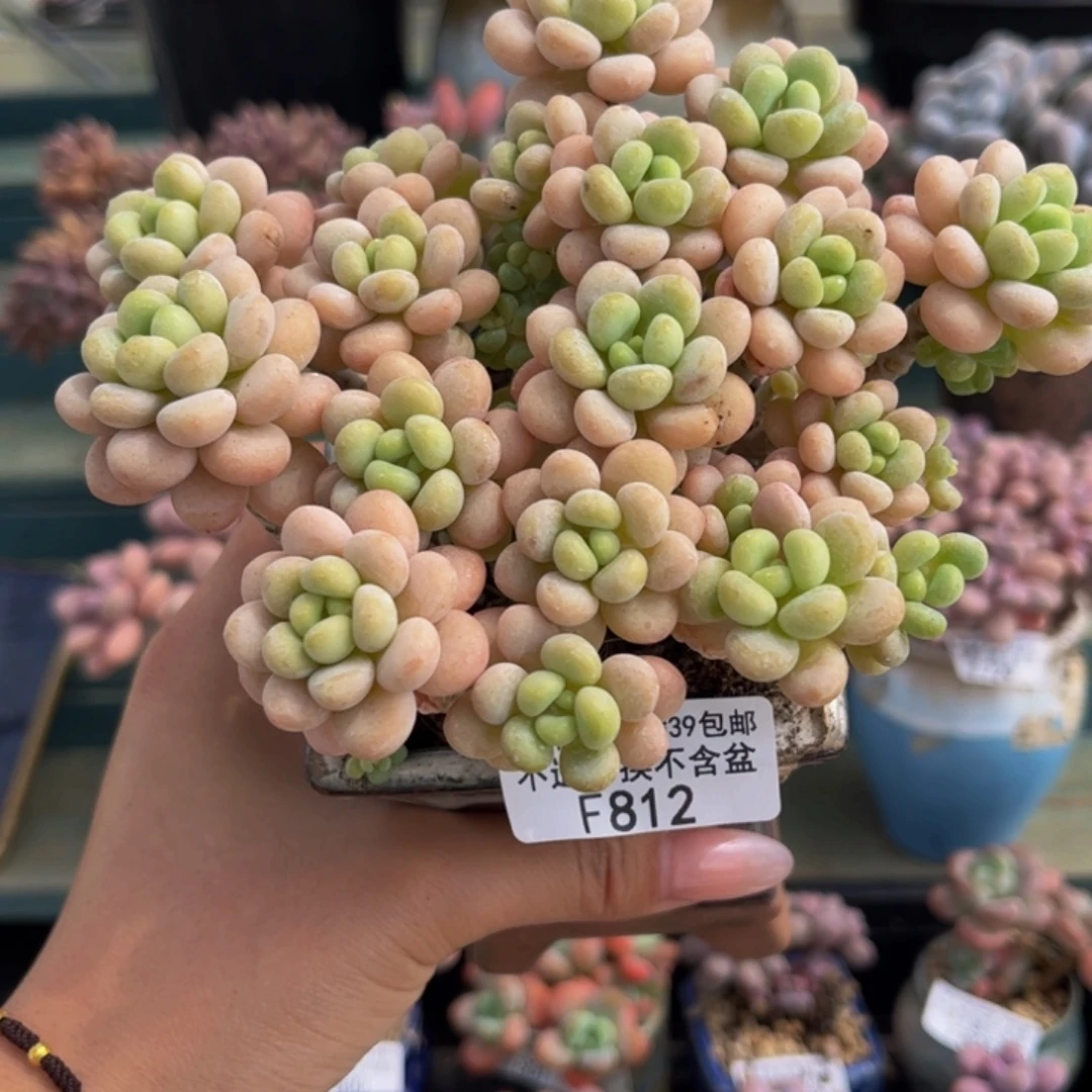 812-洛可可多肉19cm