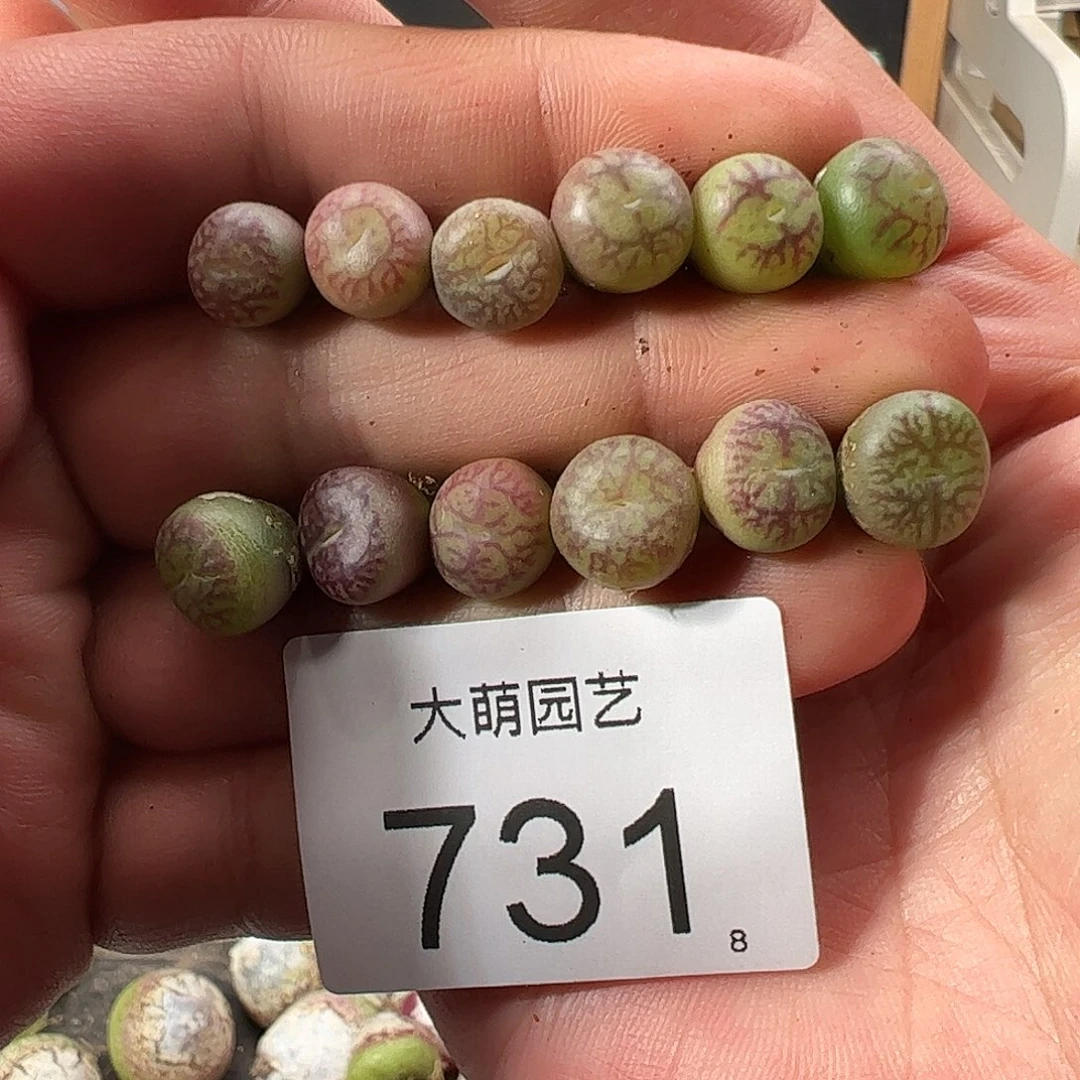 0000731量拍量拍以下3颗