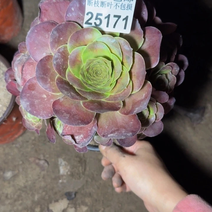 25171魅金玫瑰多肉植物