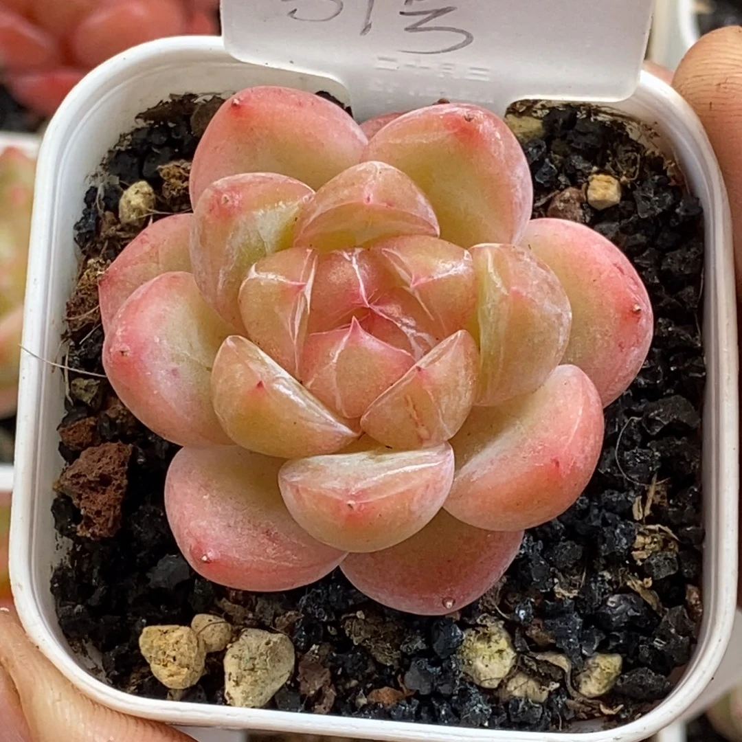 天官赐福百无禁忌