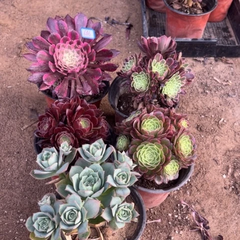 686多肉植物组合