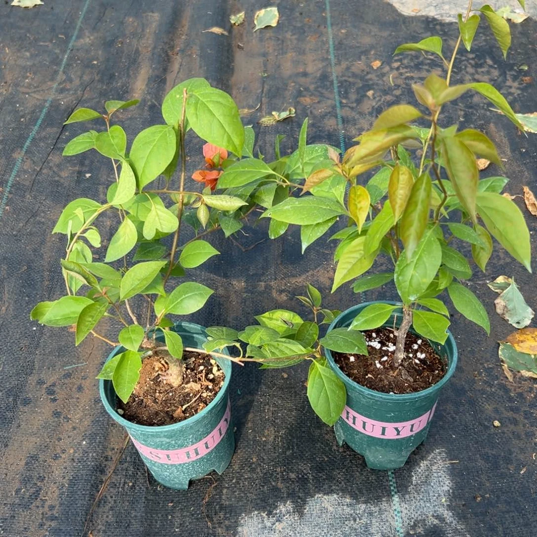 无花朵【金发女郎一棵】随机发货福利款不售后