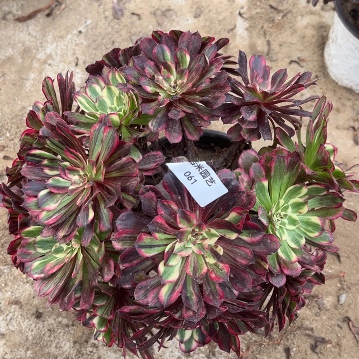 同花顺多肉植物061