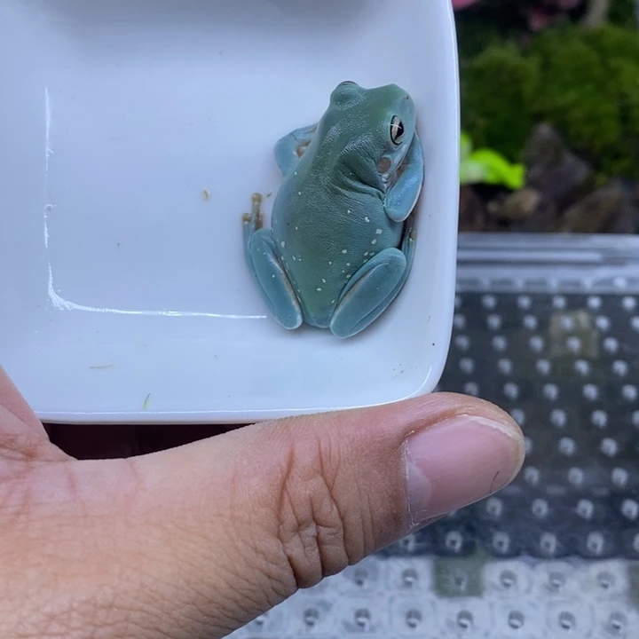 老爷树蛙澳蓝树蛙