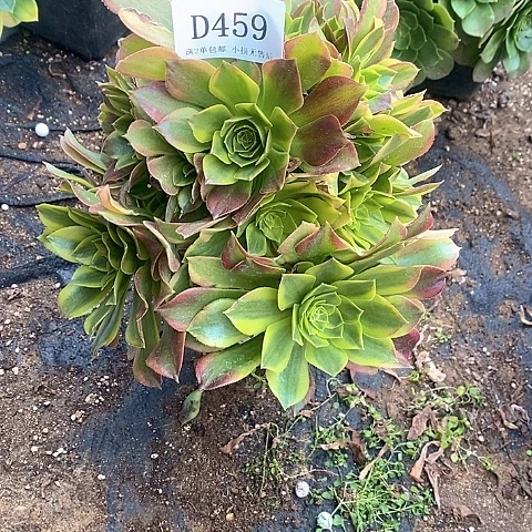 459青檬多肉法师锦