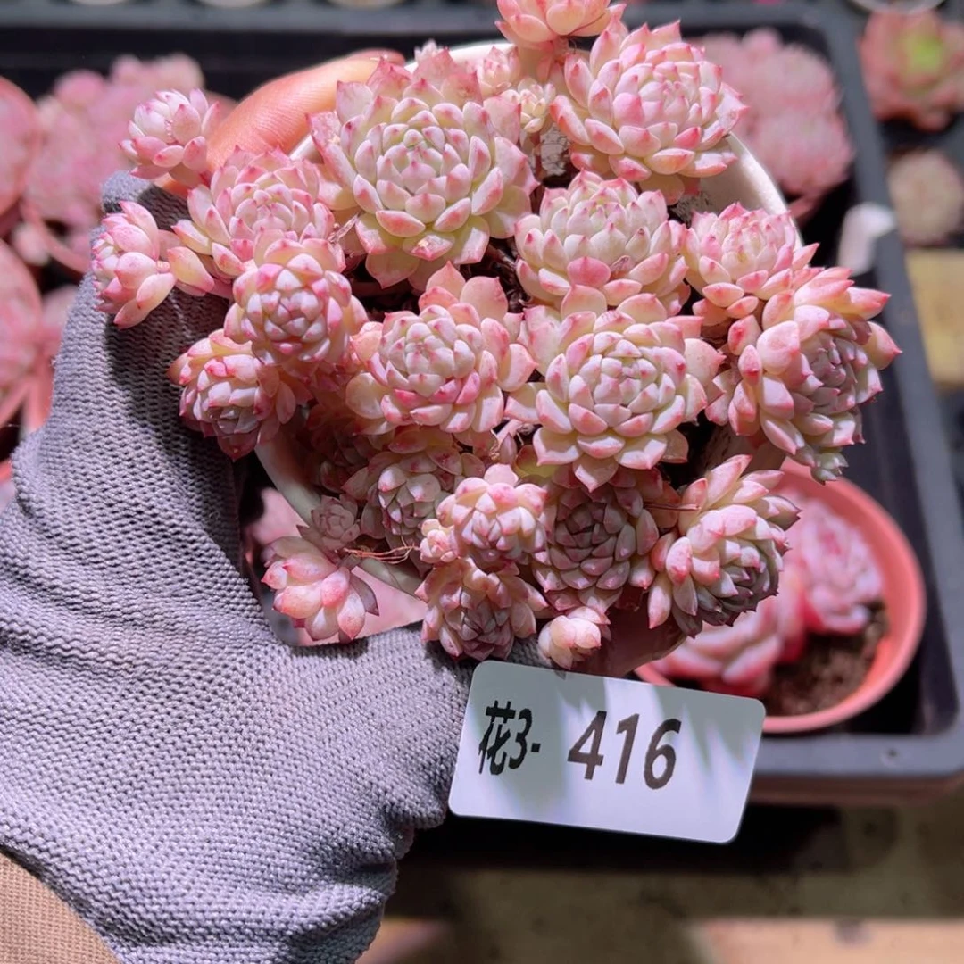 花03-416小粉莓群生