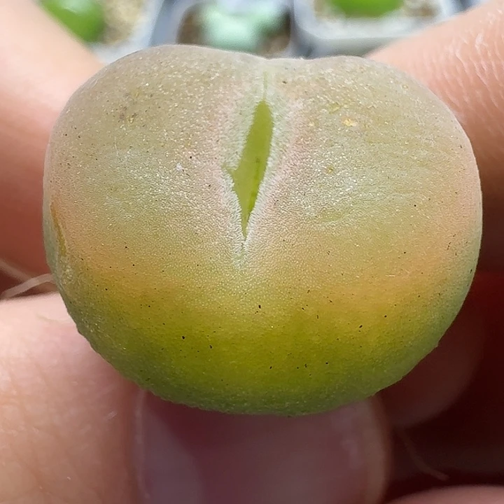 老马生石花2o泡2439