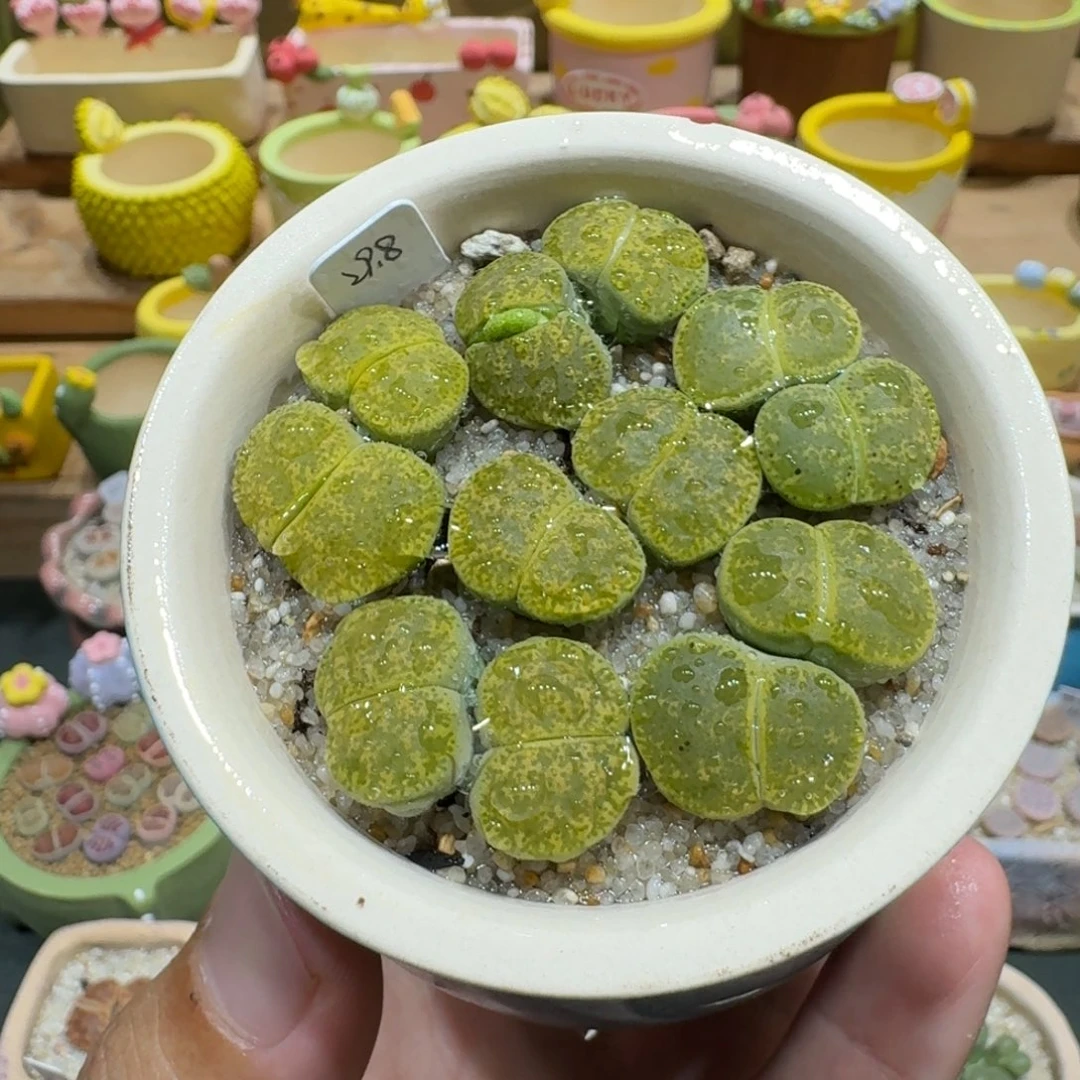 蘑菇1137绿紫薰彩拼多肉植物