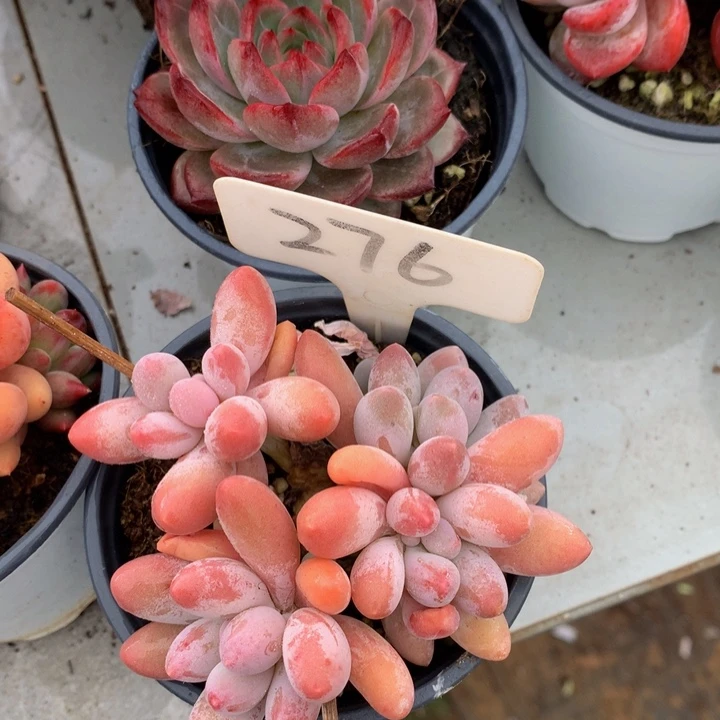多肉植物7727372737