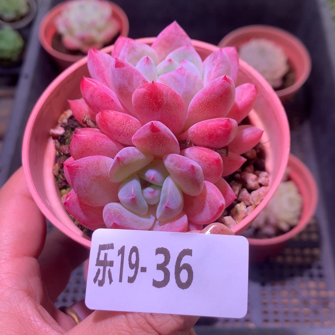 乐然19-36 冰糖双头