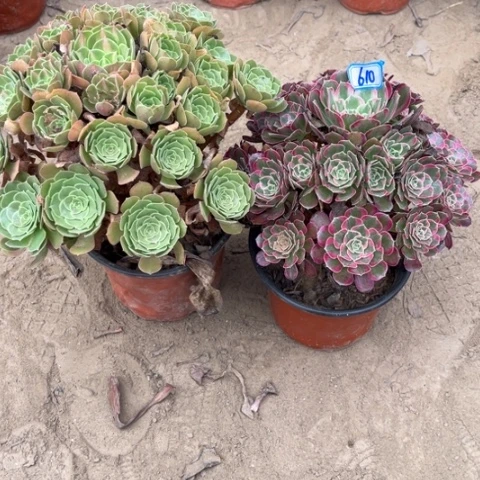 610多肉植物组合，