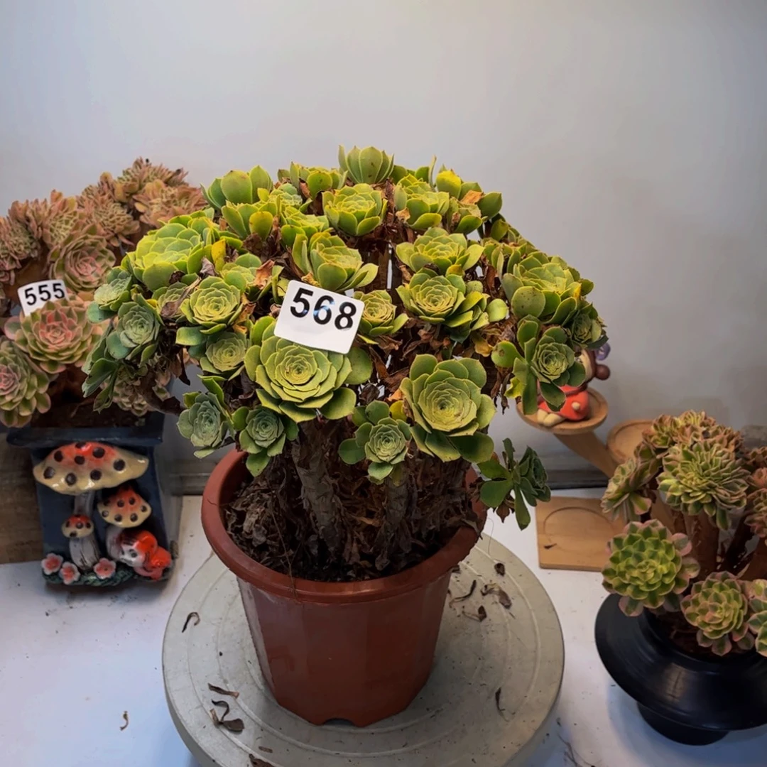 多肉植物绿杨蓉568