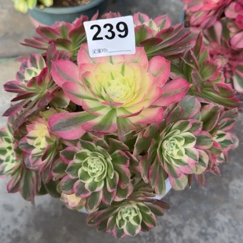 239玉资23厘米左右