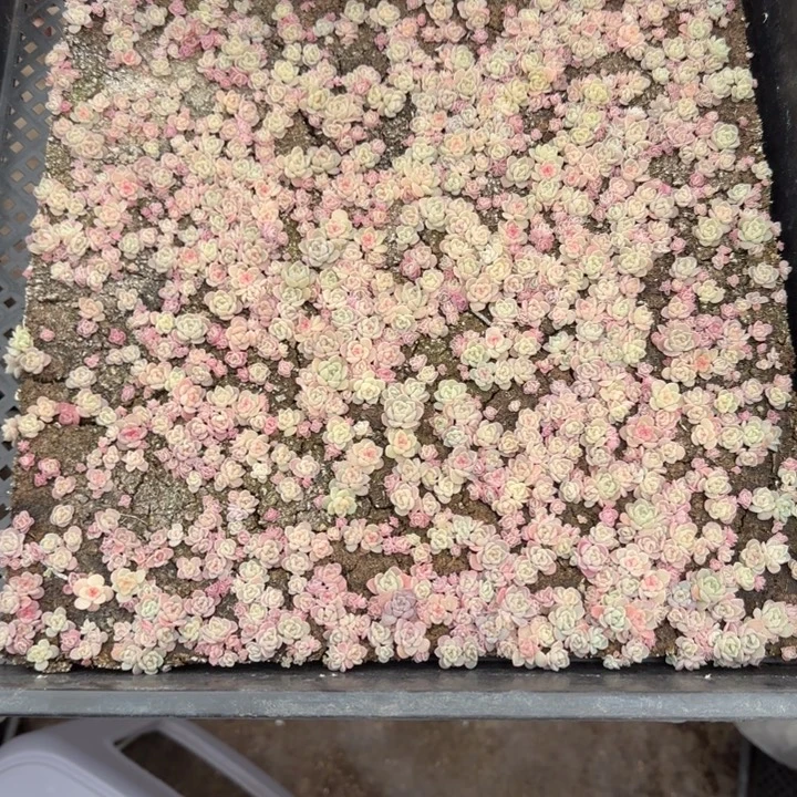 仙***花3王者系列种播苗一狂