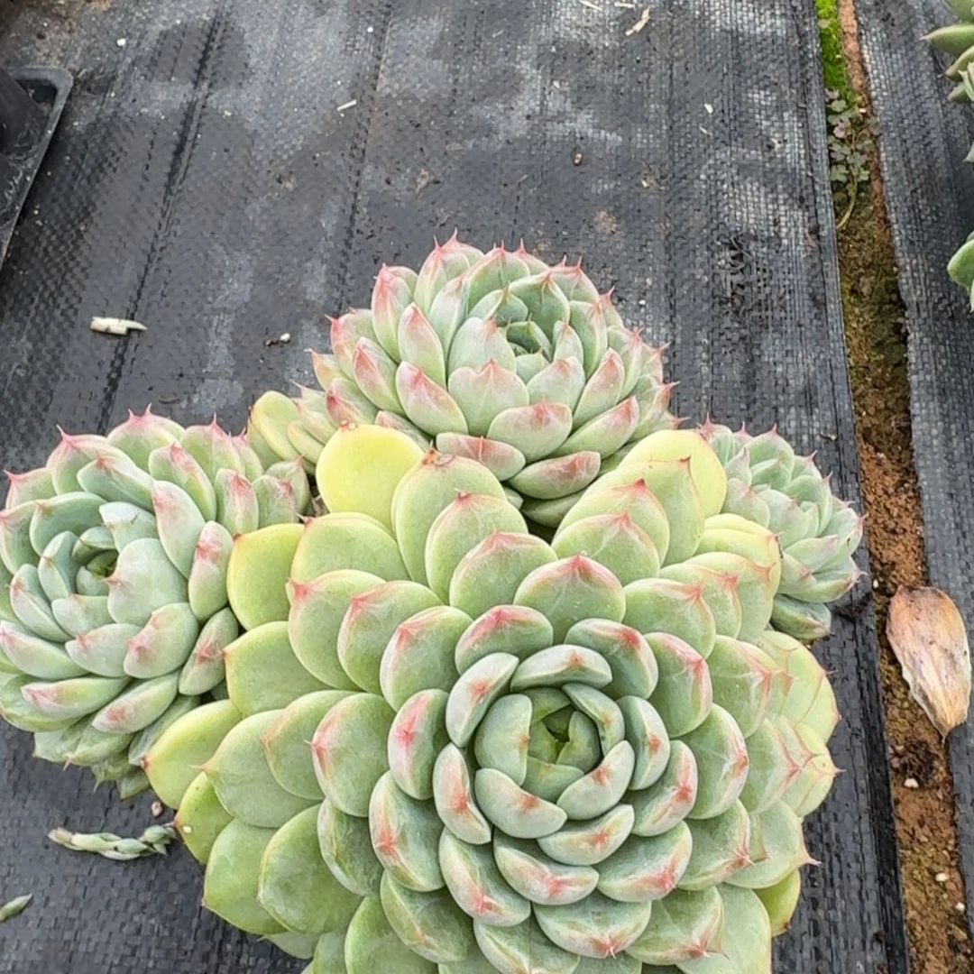 多肉杂交一物一拍22-58