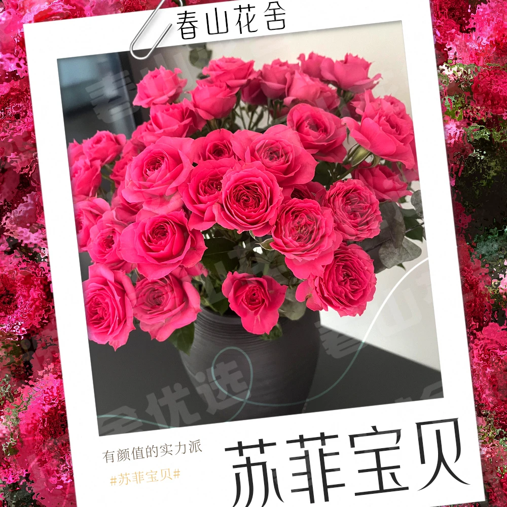 【苏菲宝贝】多头玫瑰丨赠营养液拍两单发：顺丰或冷链（送货上门）