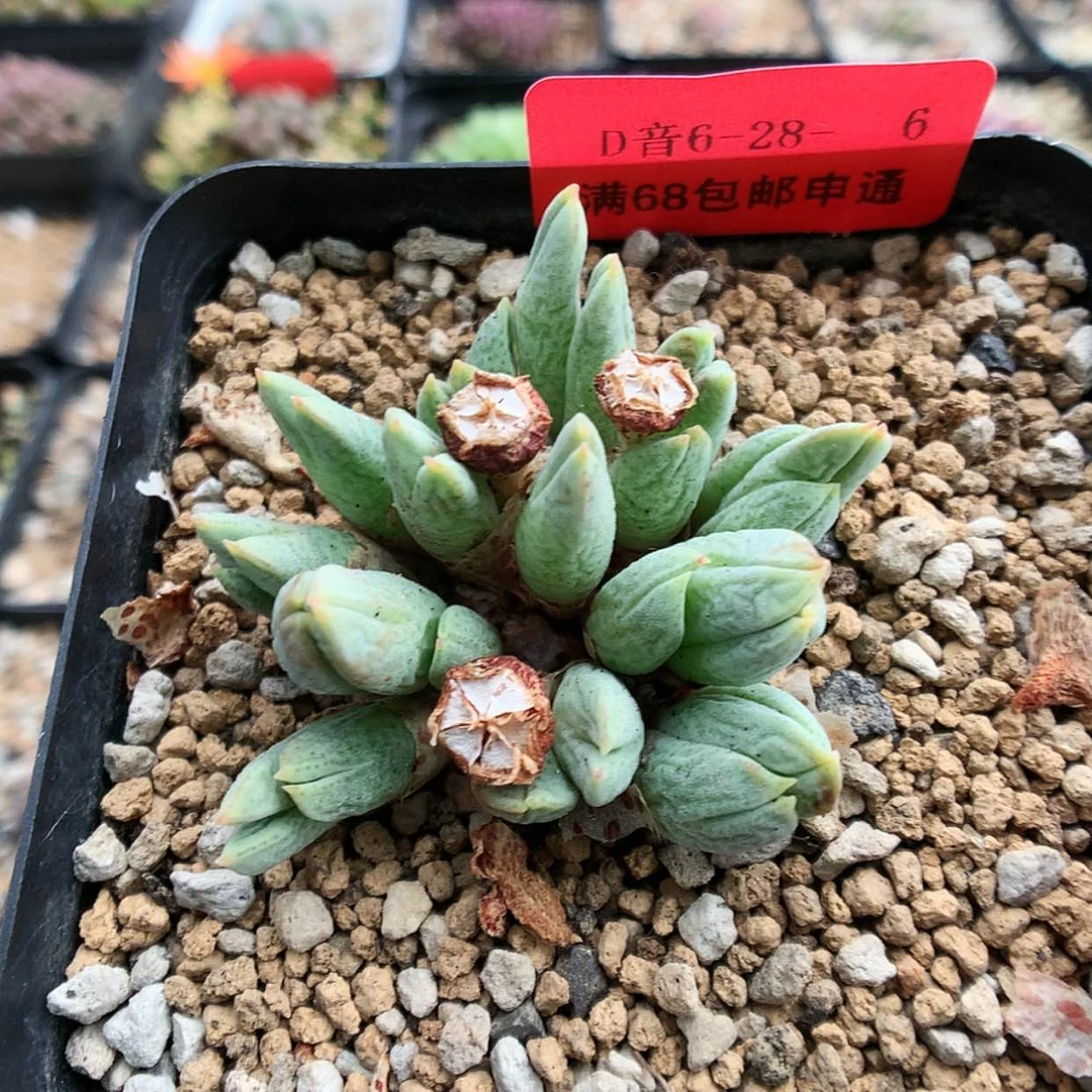 【闪购商品】6-28-6 猪蹄一群