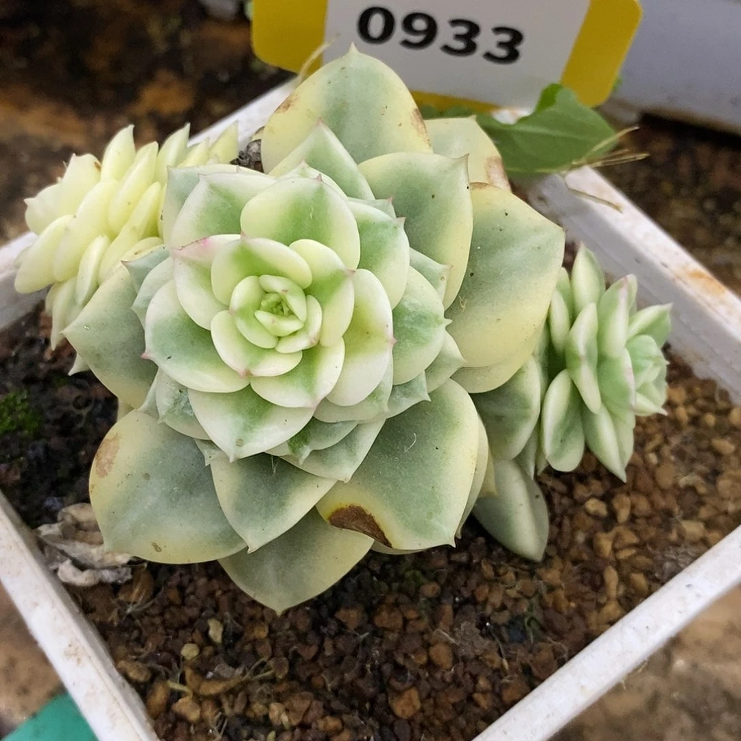 933拉牡丹哈哈哈哈哈哈