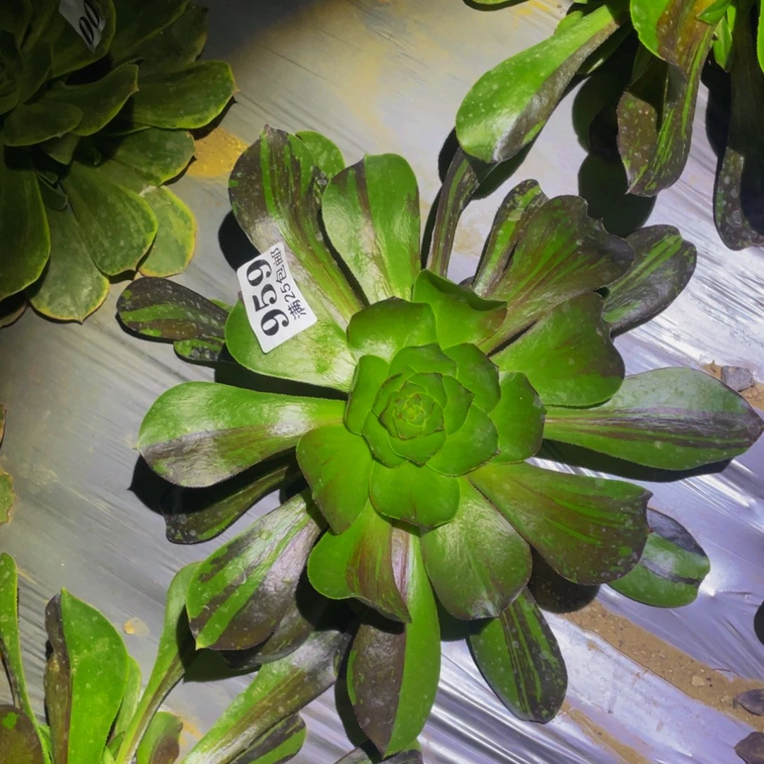 花斑鹿多肉植物859