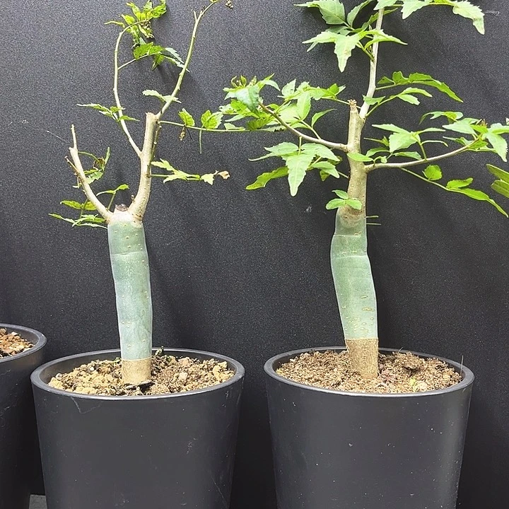 芳香橄榄一物一拍
