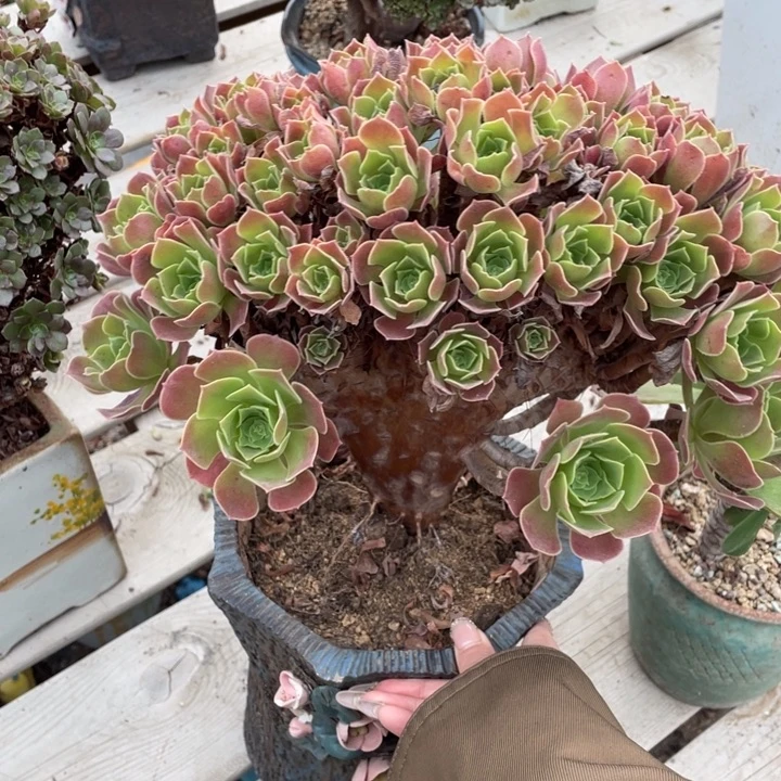 多肉植物提取技术等领域有深入探讨