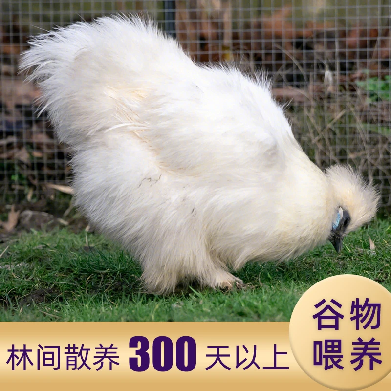 农家散养白凤乌鸡新鲜现宰整只乌鸡生鲜煲汤滋补月子鸡