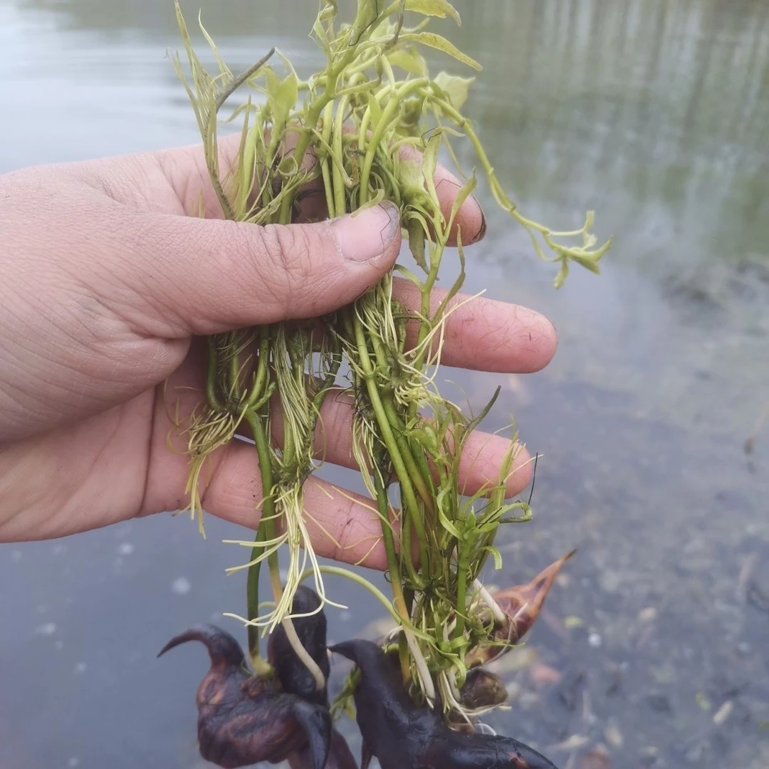 早熟高产老菱角种苗青菱角四角水生蔬菜老菱角种苗南北方池塘种植
