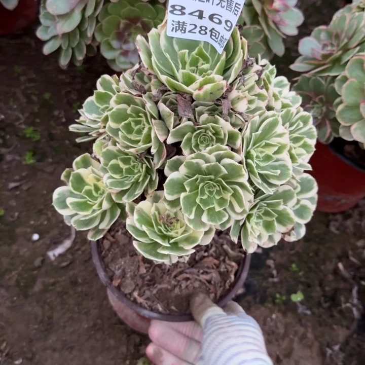 8469二号棚迈巴赫A