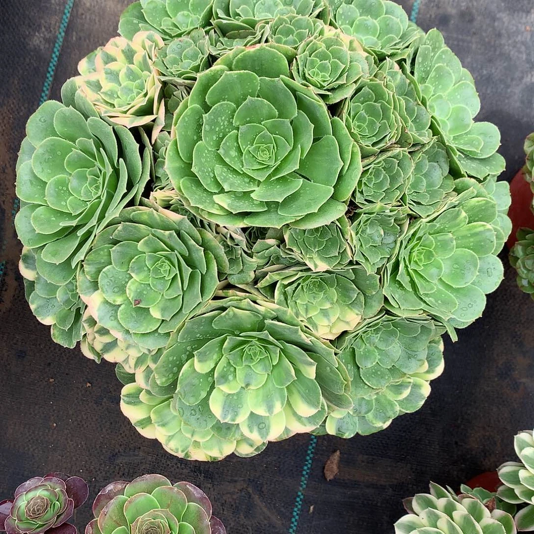 转***路完全开放法师图片多肉植物
