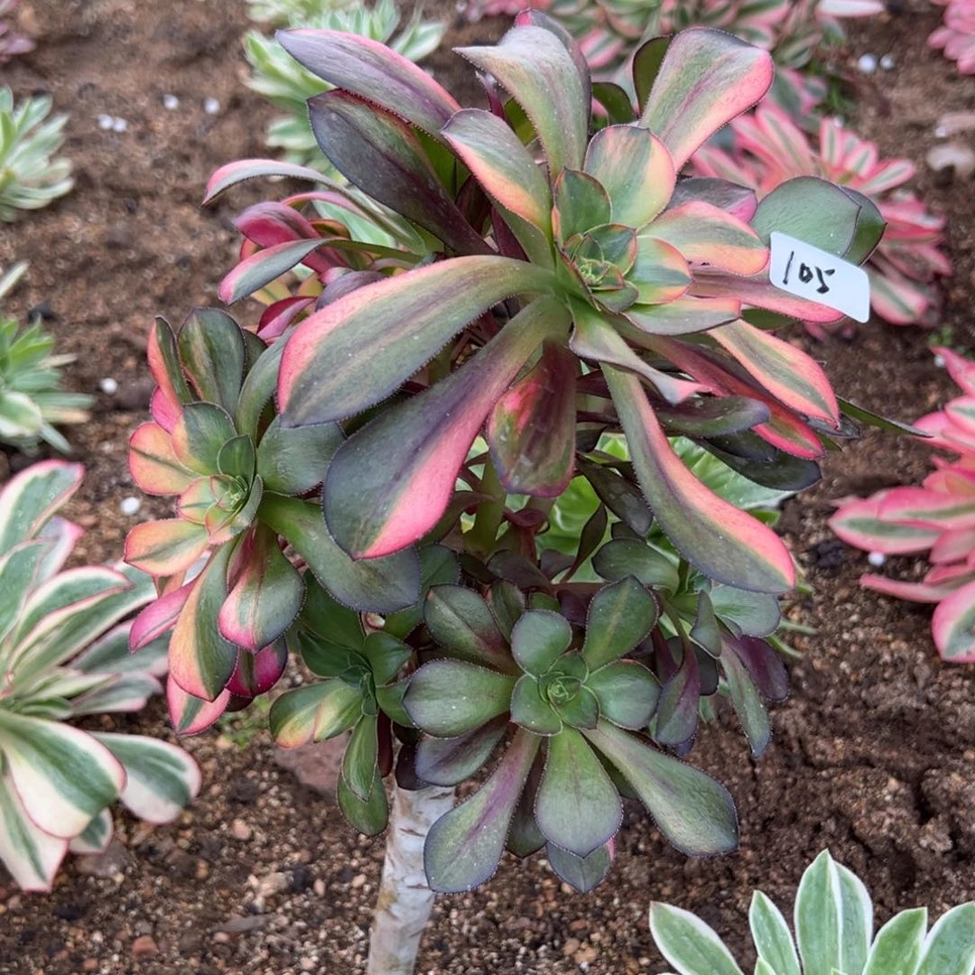 105巫毒七彩多肉植物紫