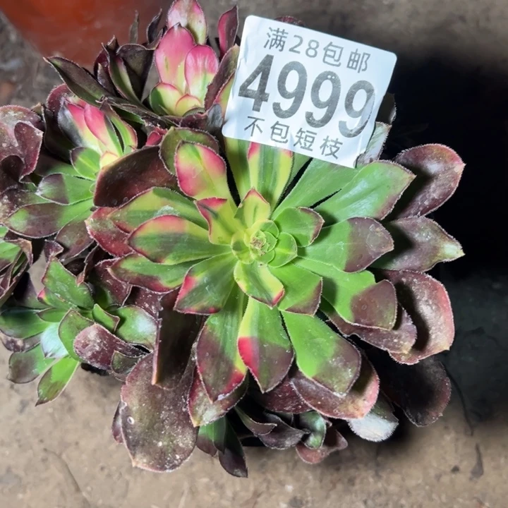 爱马仕中斑多肉植物4999