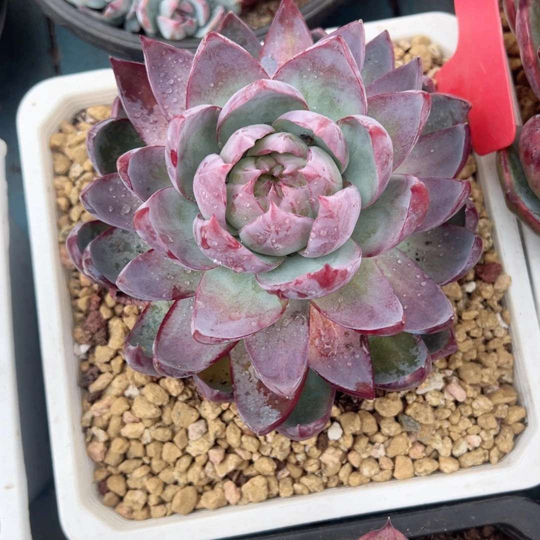 精品多肉植物老桩