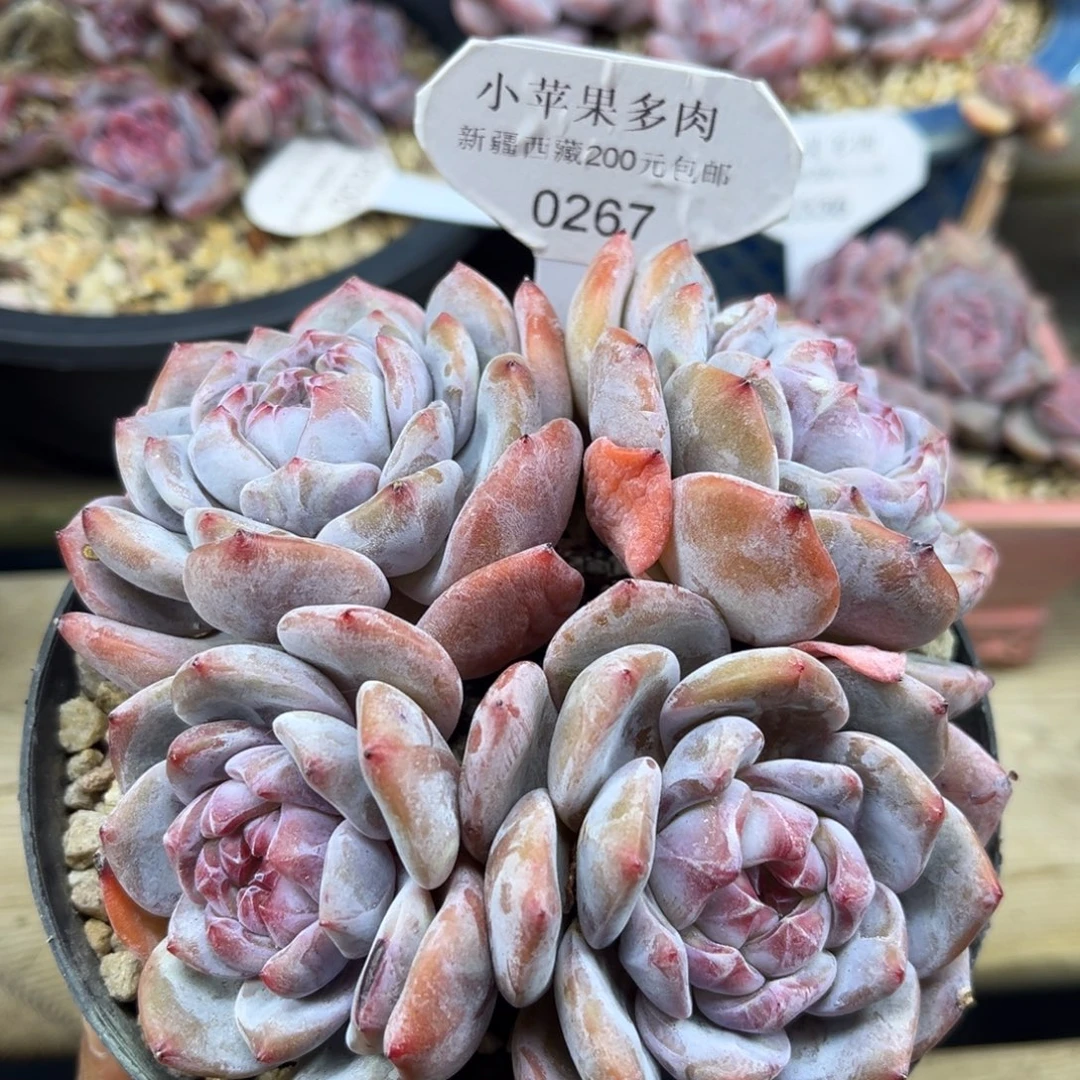 绿底紫心267/13cm4头
