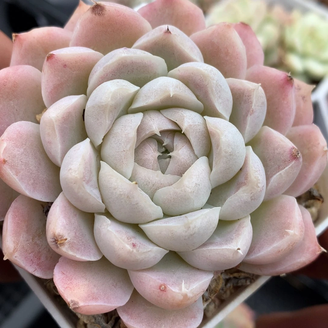 0126-55 女王玫瑰