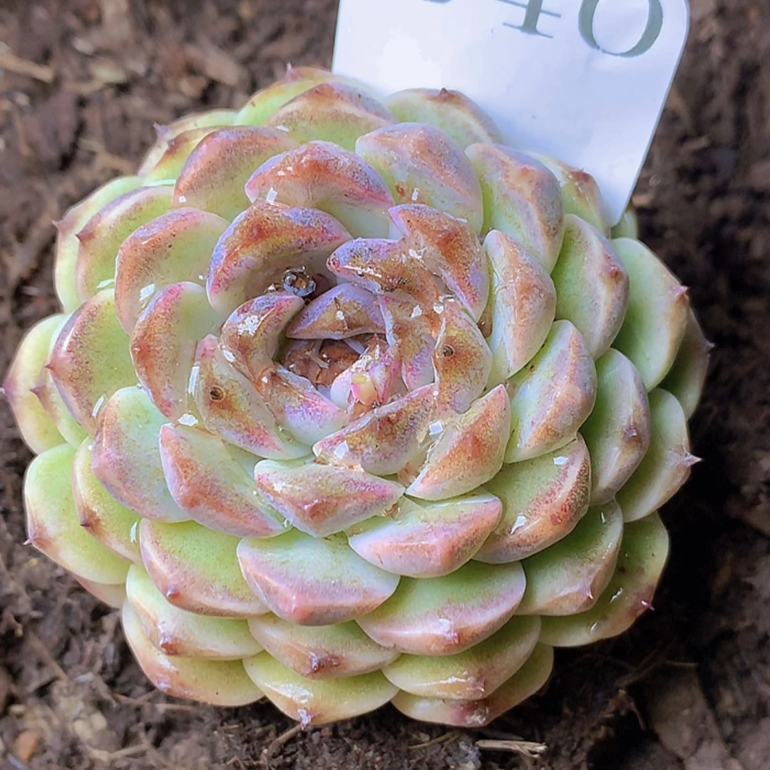 【闪购商品】T****2云340