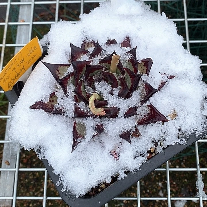 群*2918美乌侧芽福利