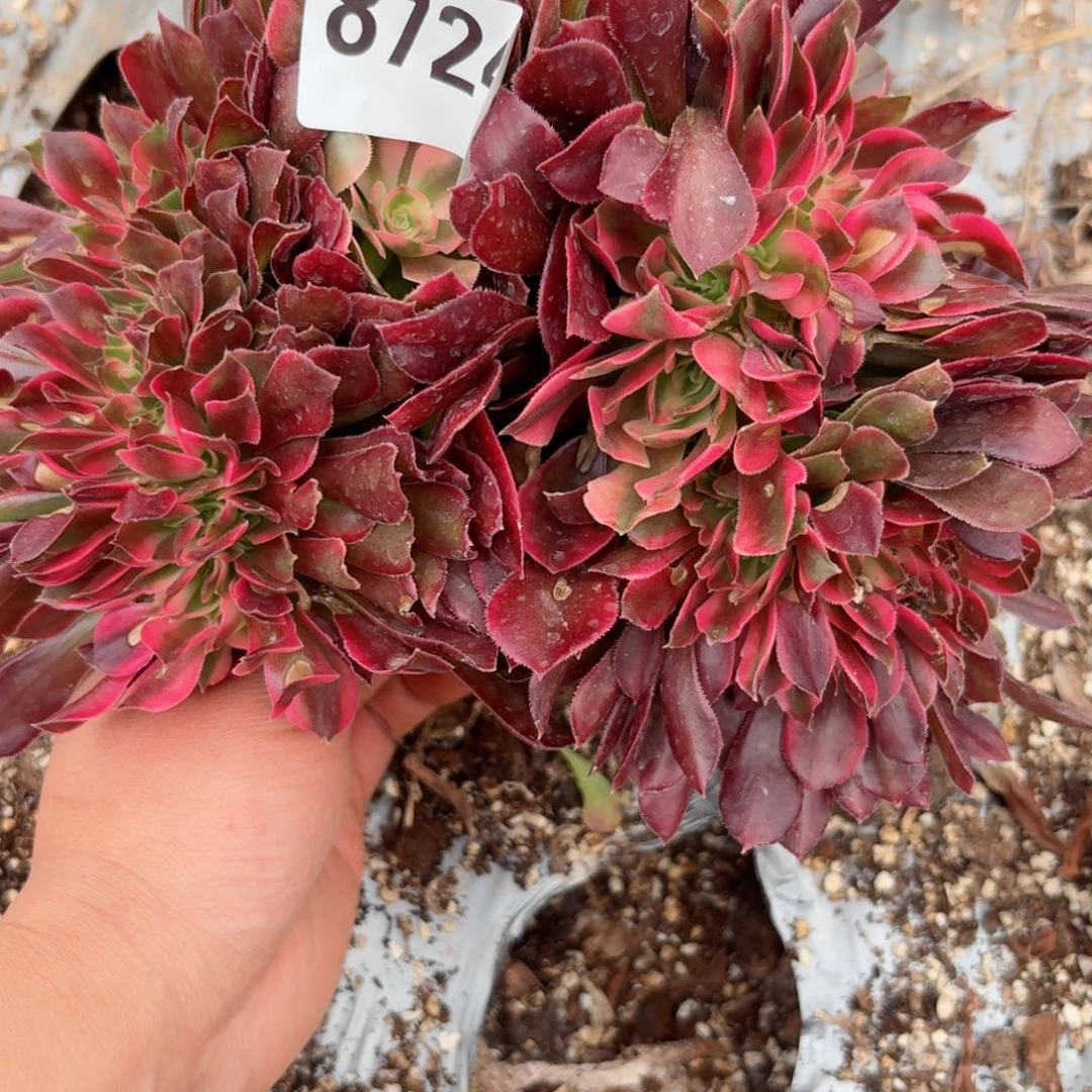 我8724 号多肉法师特价