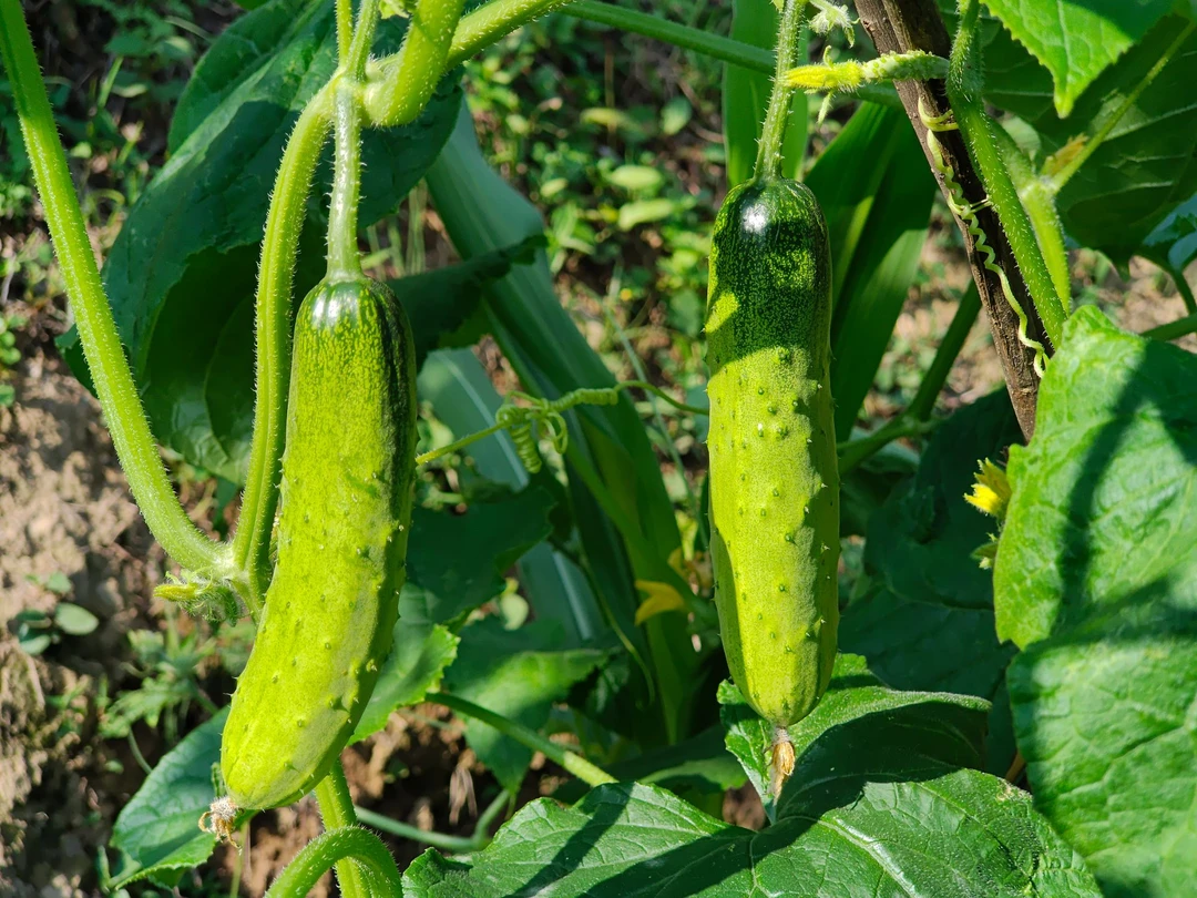 四川农家露天种植水果黄瓜，小黄瓜新鲜采摘可生吃
