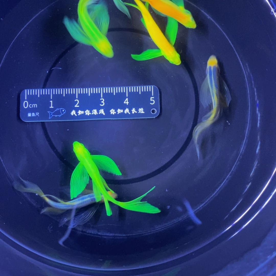 斑马鱼蝶翼斑马3.5-4厘米6条