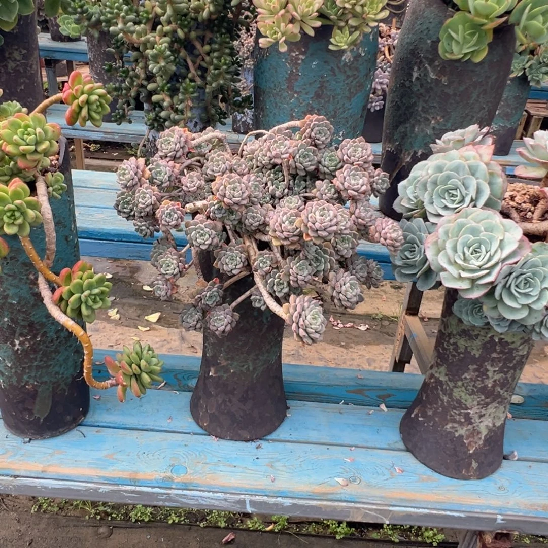 精品粉布偶悬崖 裸根