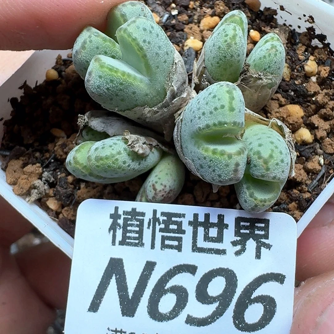 多肉植物的润泽法vni