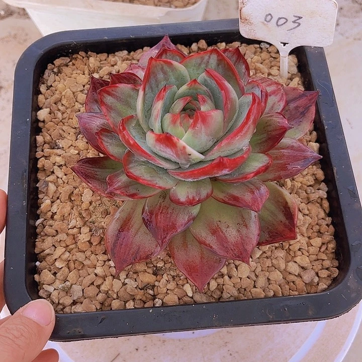 p****o惊鸿仙子多肉植物03