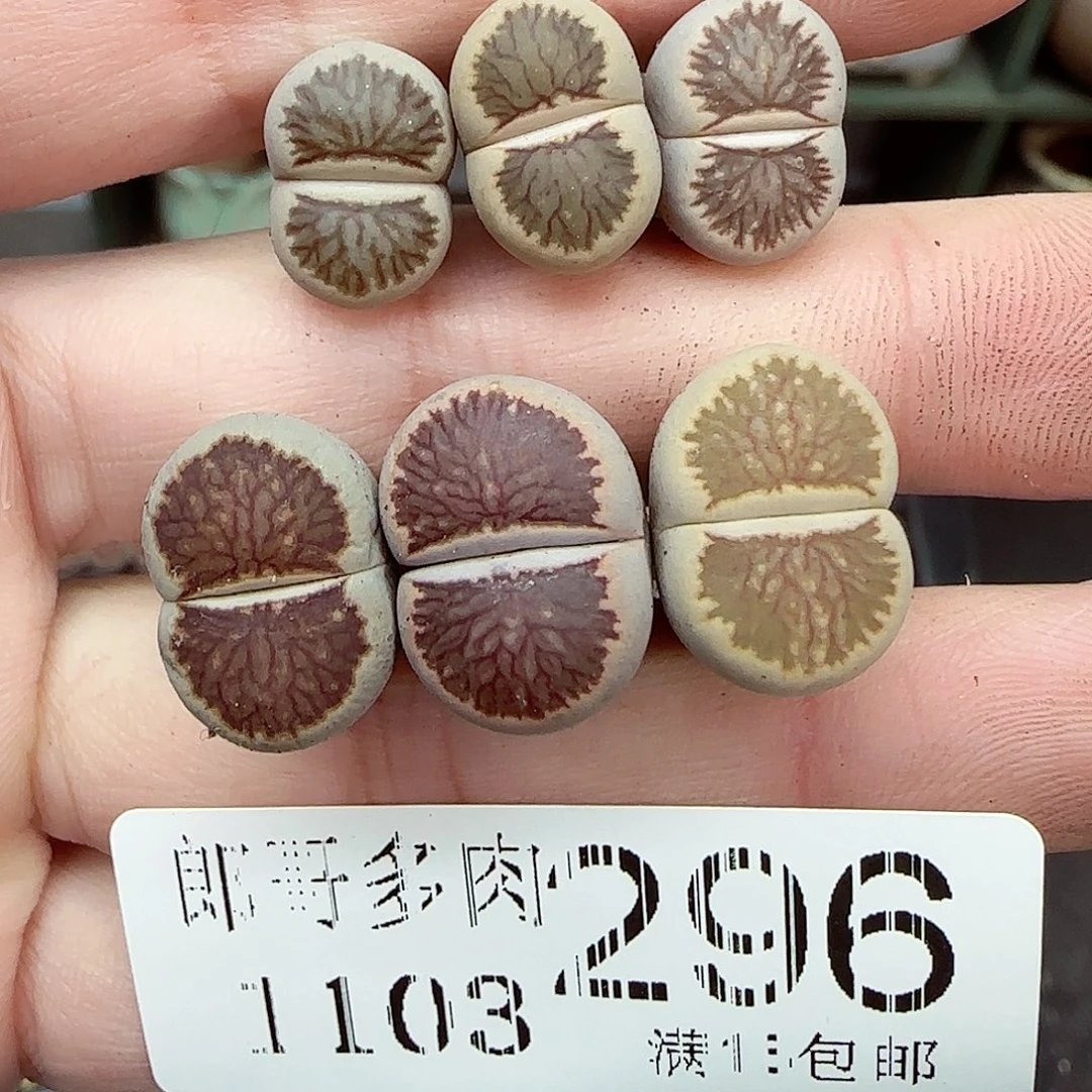 满满18包邮1103-296